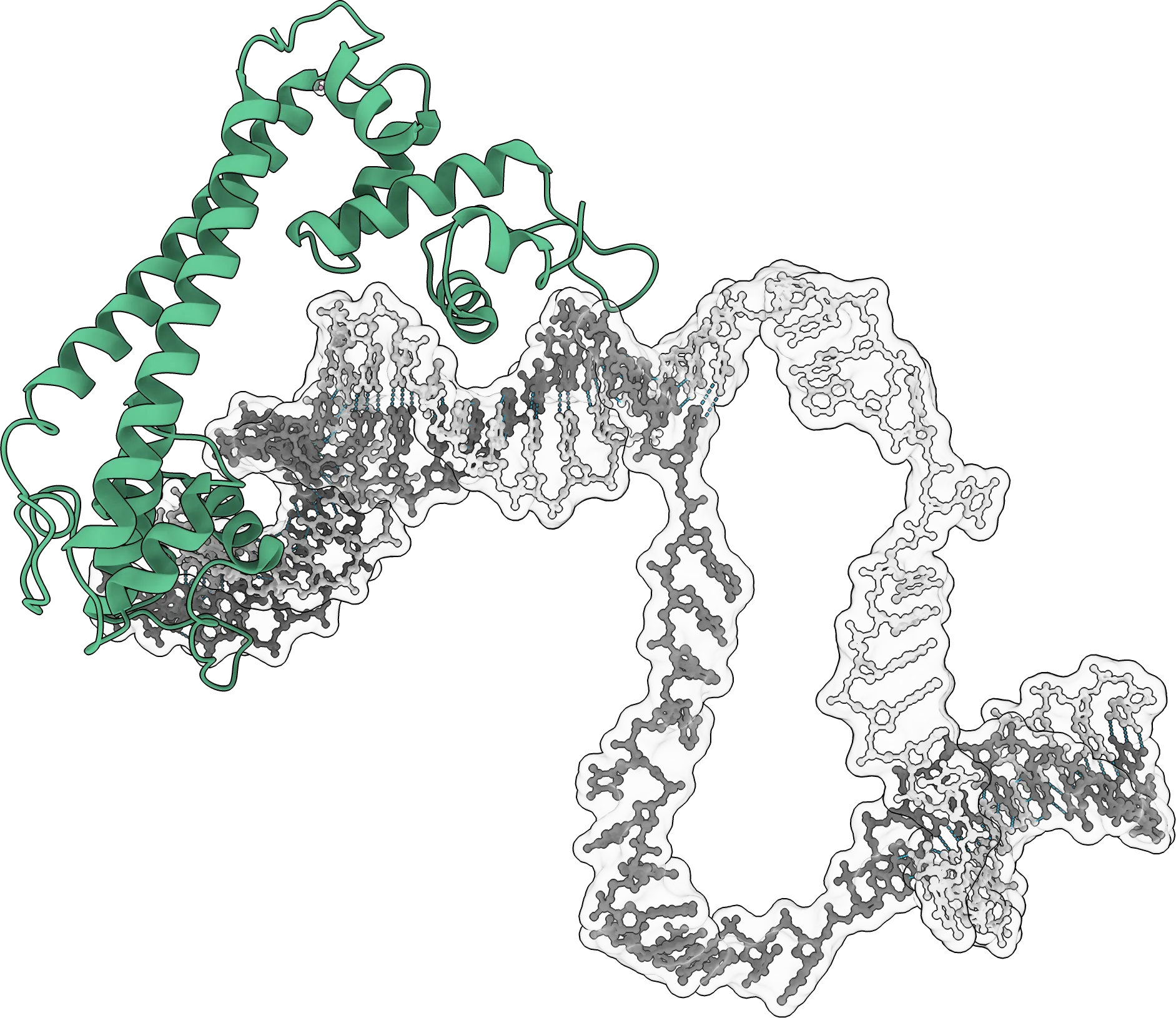 A ligand-inducible transcription factor, in green, bound to a long loop of double-stranded DNA.
