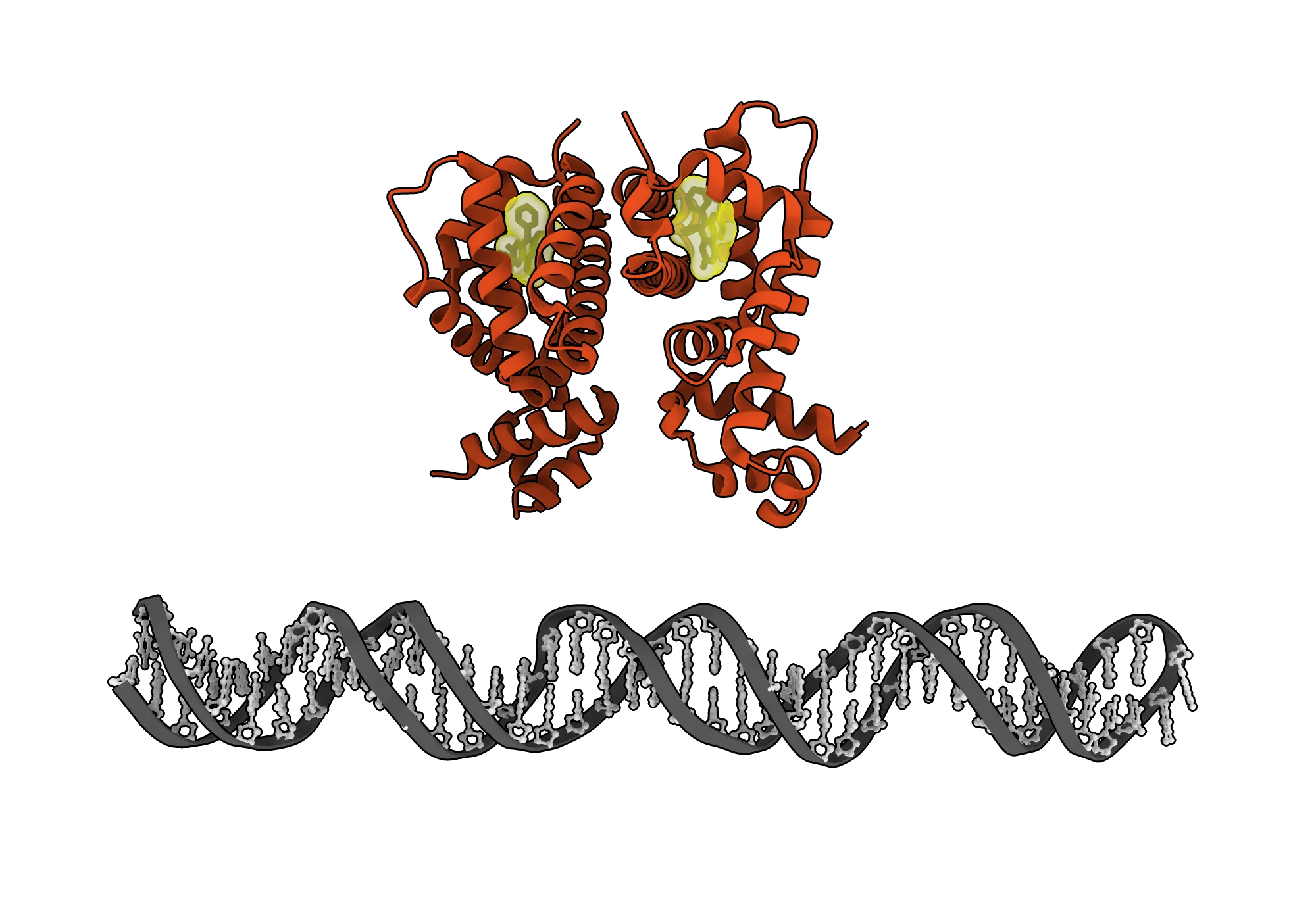 A prokaryotic transcription factor, rendered in blue, clamped onto a double-stranded DNA operator, with its small-molecule ligand shown in yellow in the binding pocket.