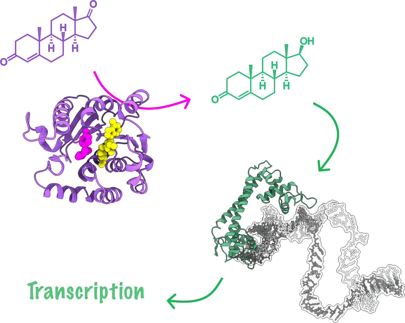 An enzyme in magenta converting one steroid to another, which a green transcription factor then binds on DNA to switch on transcription.