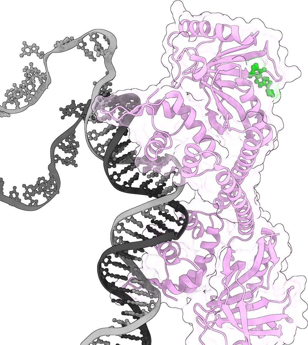 Ribbon and surface rendering of a transcription factor bound to DNA, with a small-molecule ligand highlighted in green in its binding pocket.